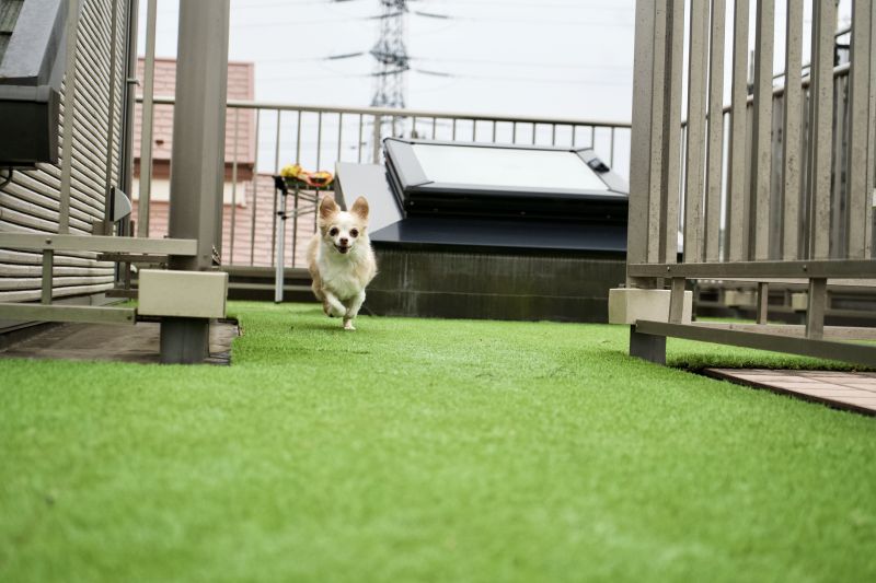 Artificial Pet Turf Installation