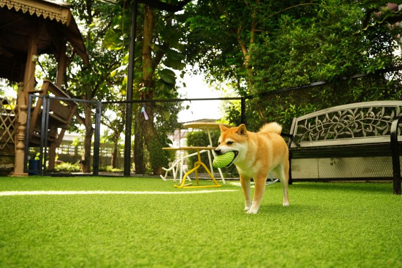 Pet-Friendly Turf Features